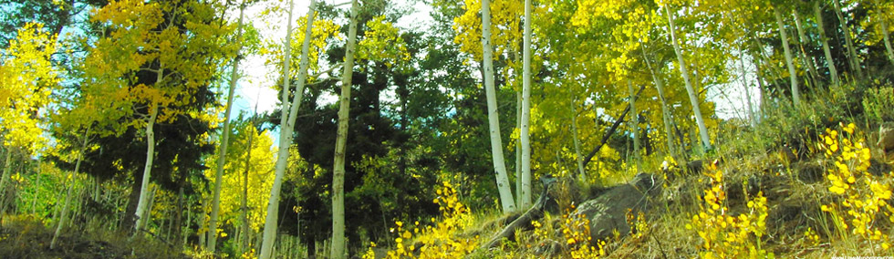 banner1